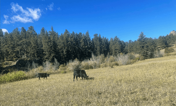 cows on course