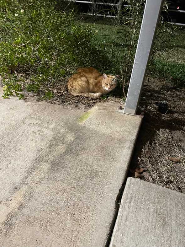 ranch cat